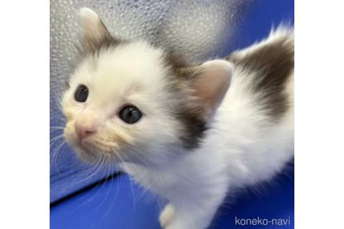商談中の埼玉県のノルウェージャンフォレストキャット-79692の1枚目